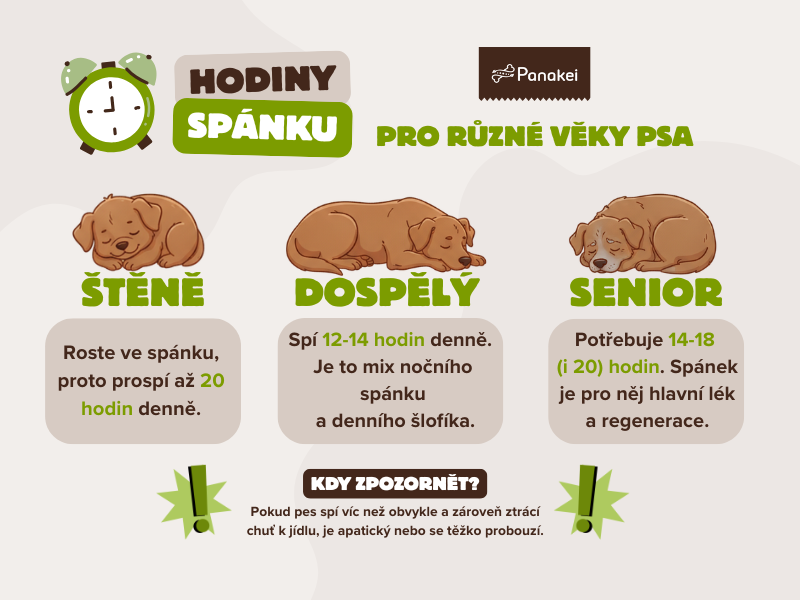 Kolik spánku potřebuje pes?